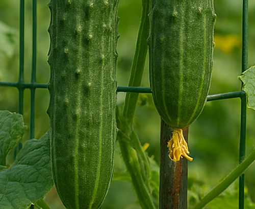 Cucumbers on a trellis