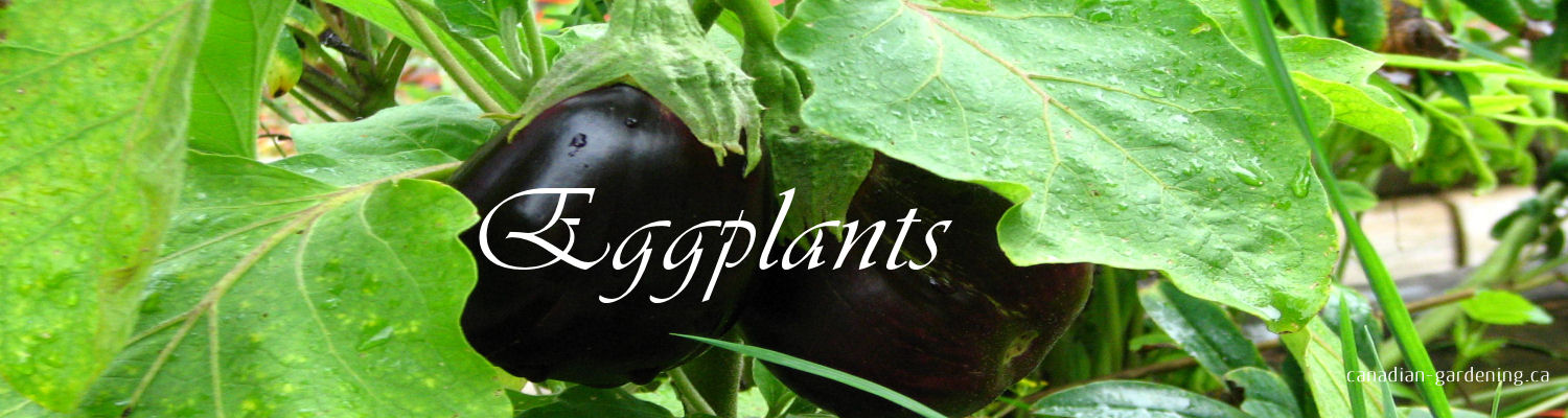 Eggplants growing in a garden