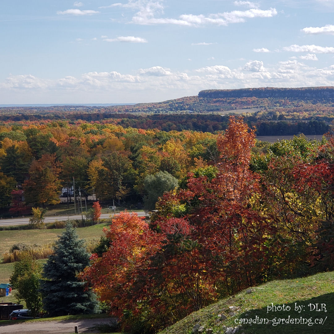 Fall in Canada - colored leaves with blue sky