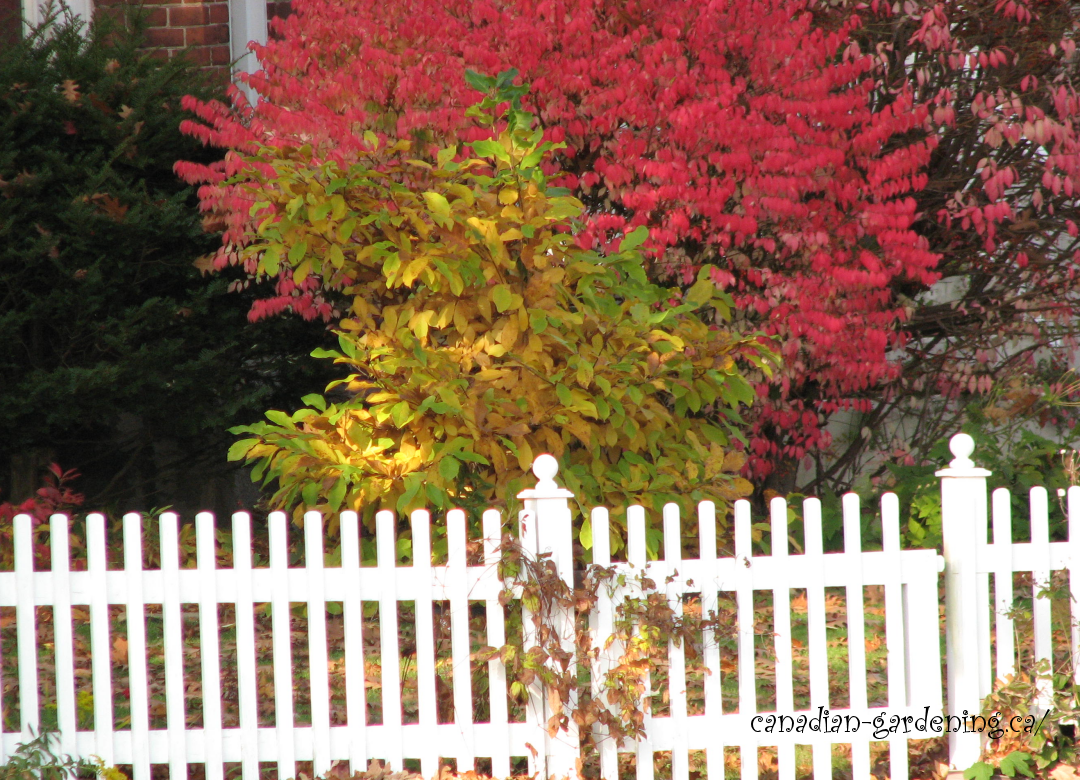 fall color in colborne