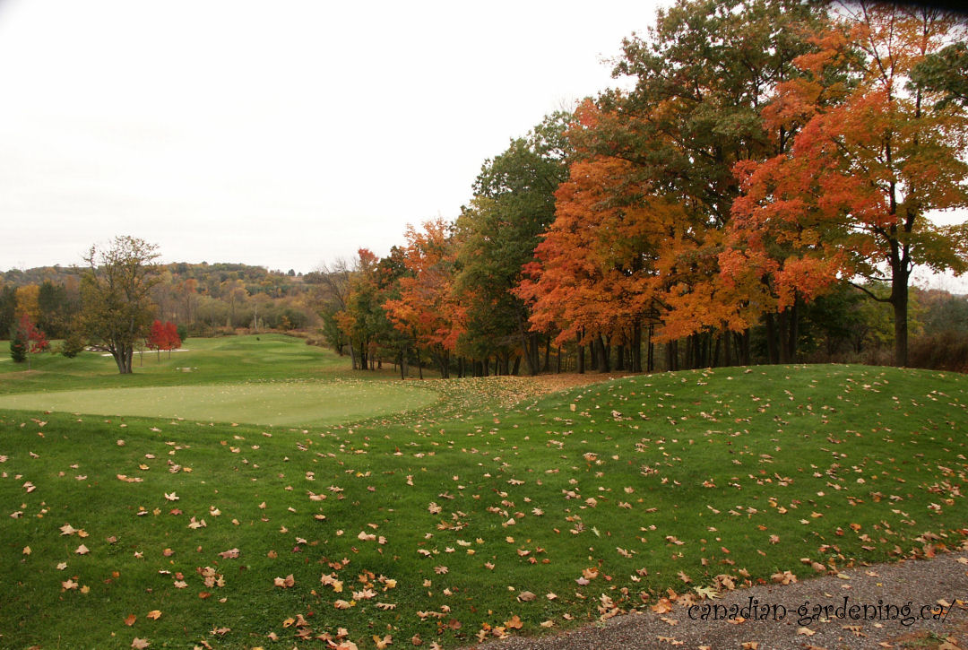 fall color golfcourse Ontario