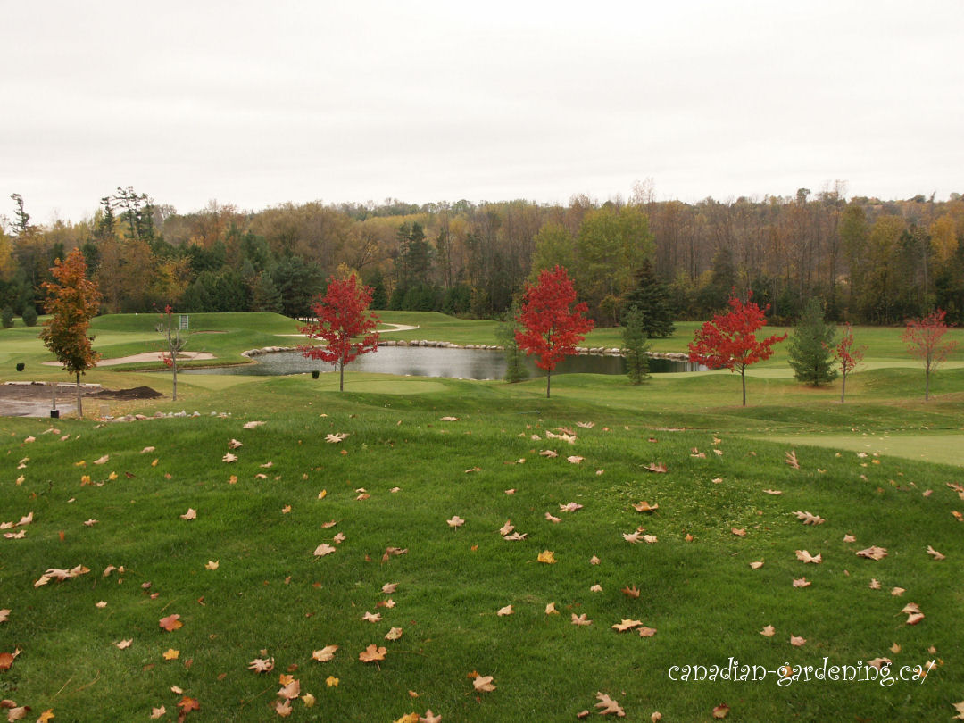 fall color golfcourse