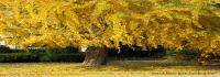 fall color japanese ginko
