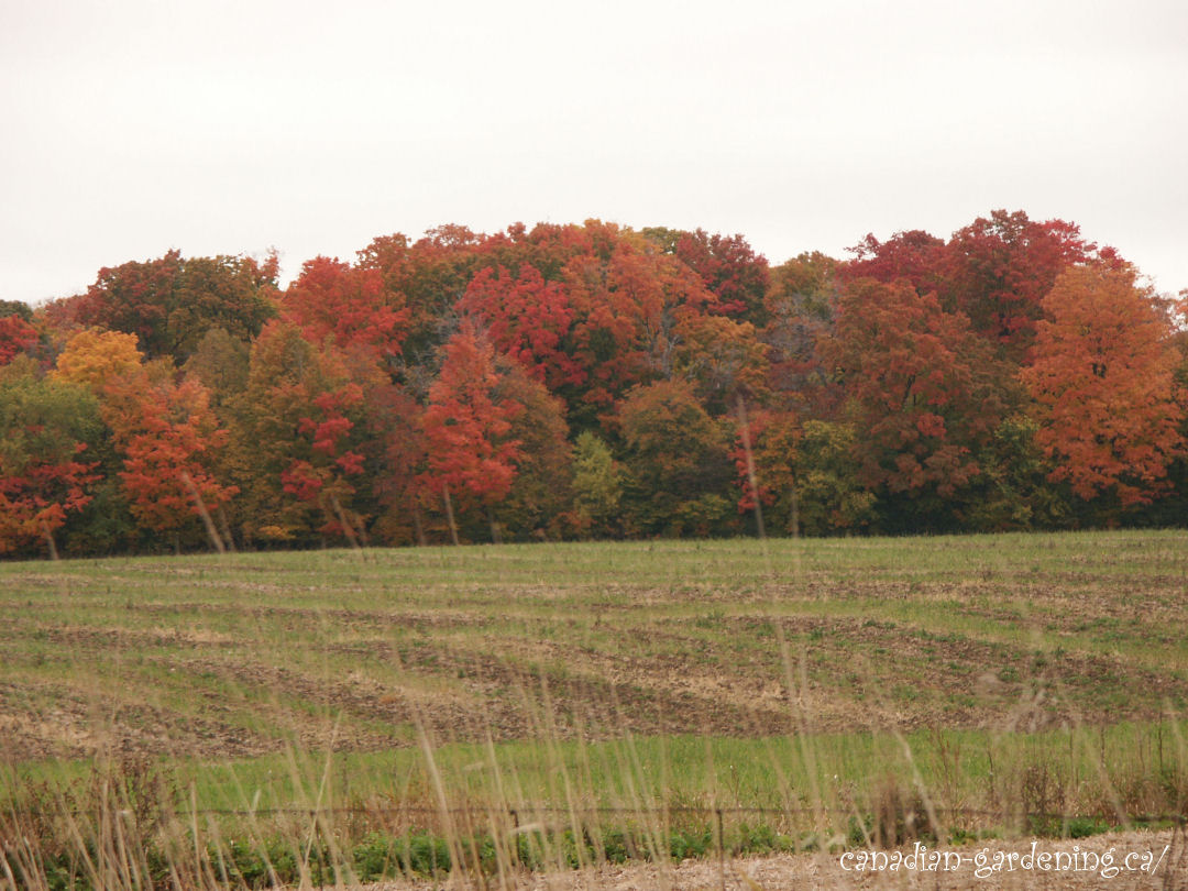 fall color in ontario