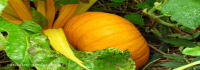 fall in canada with pumpkins