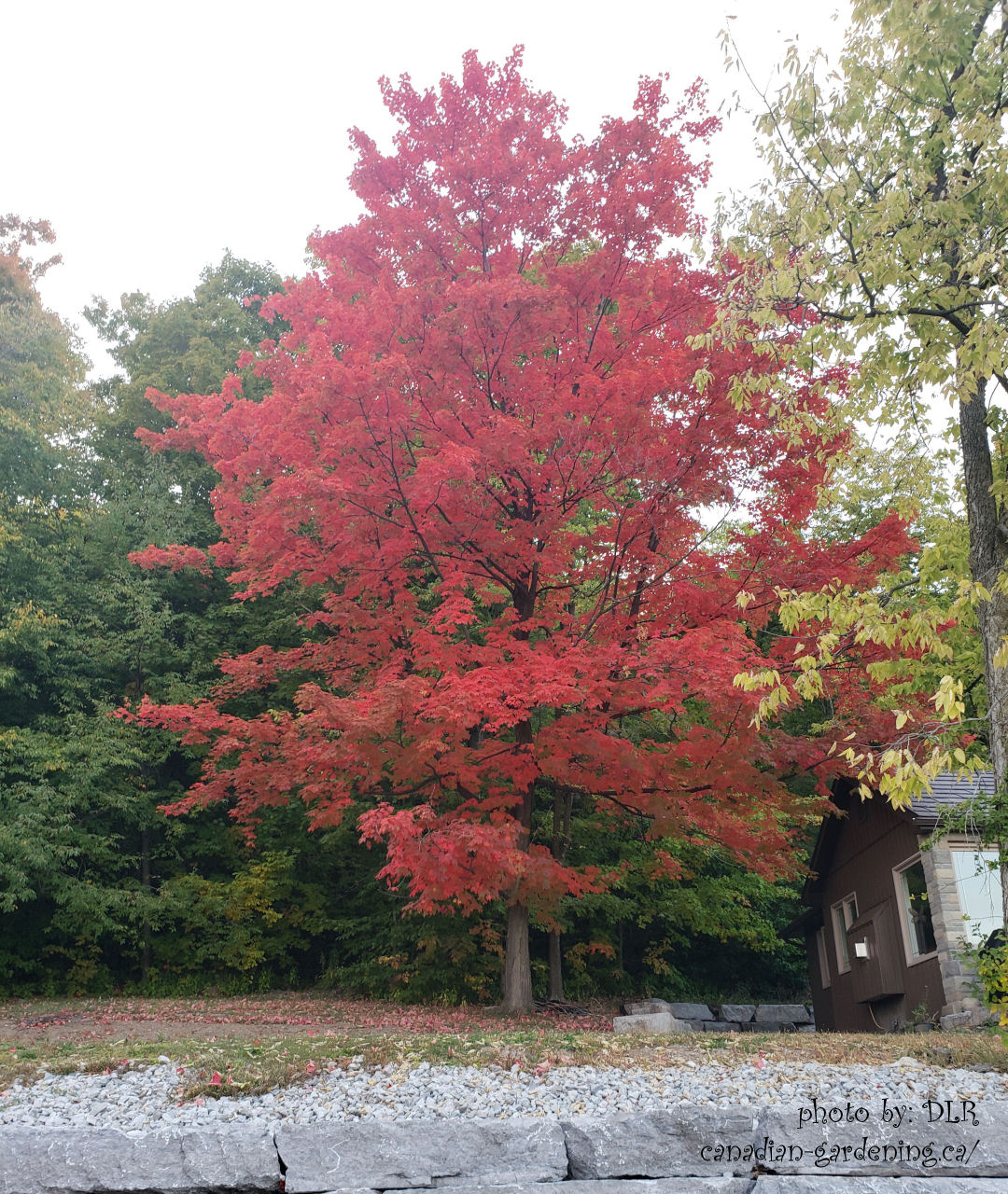 Fall in Canada - Red Maple Leaves