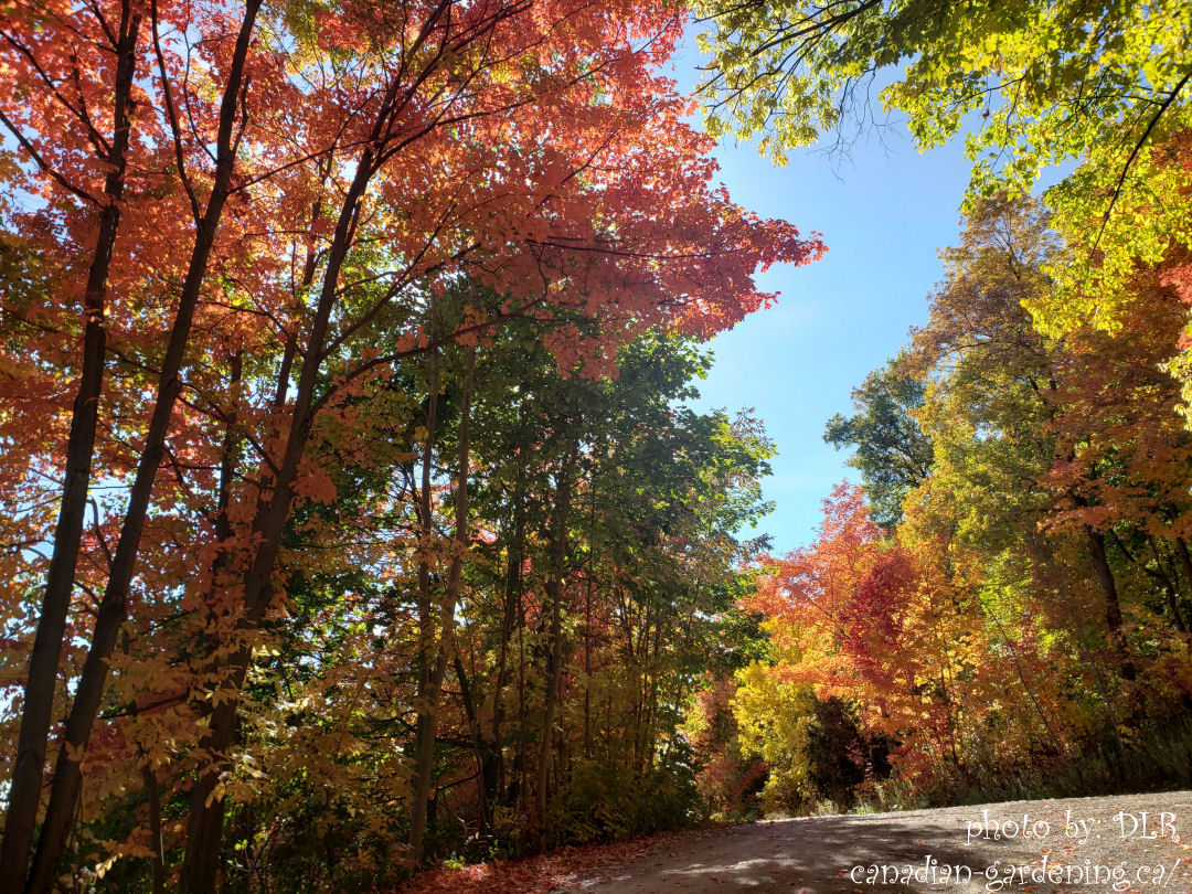 Fall in Canada - Walk