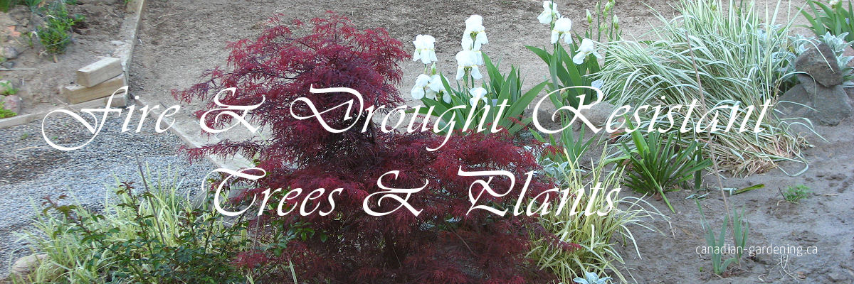 Fire-resistant and drought-tolerant plants and trees 
							 width=