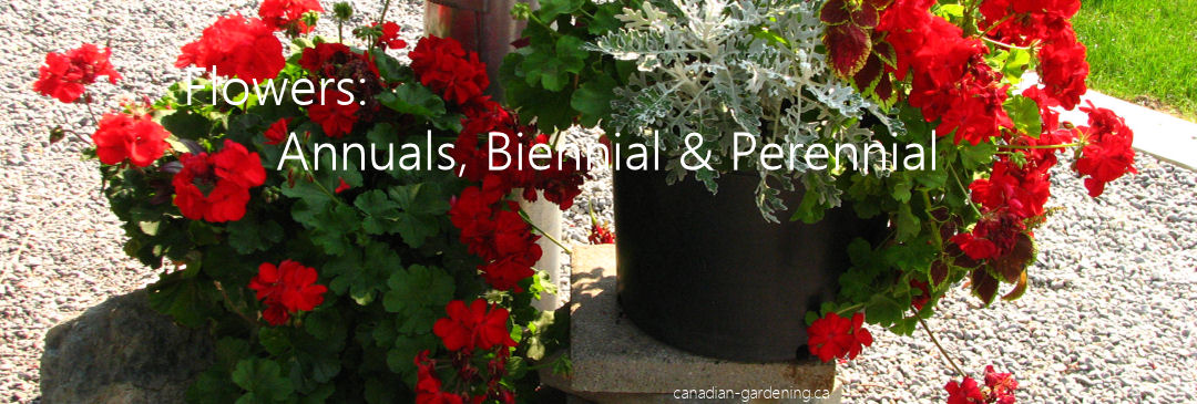 Canadian Gardening - flowers annual, biennial, perennial, spacing in imperial and metric