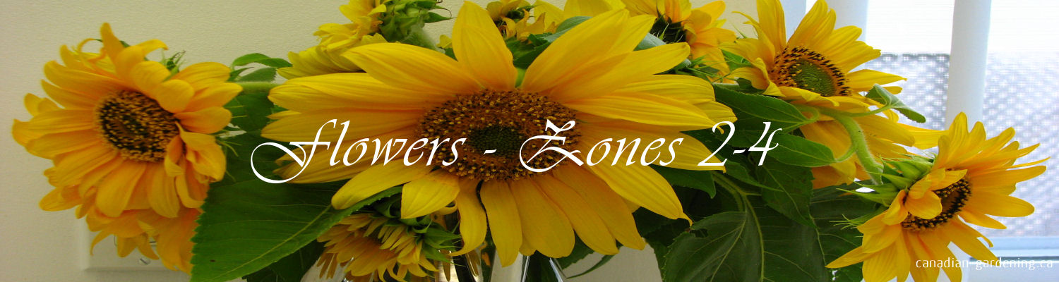 Colourful flowers thriving in a cold climate garden