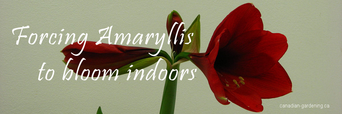 Force Potted Amaryllis to Bloom Indoors