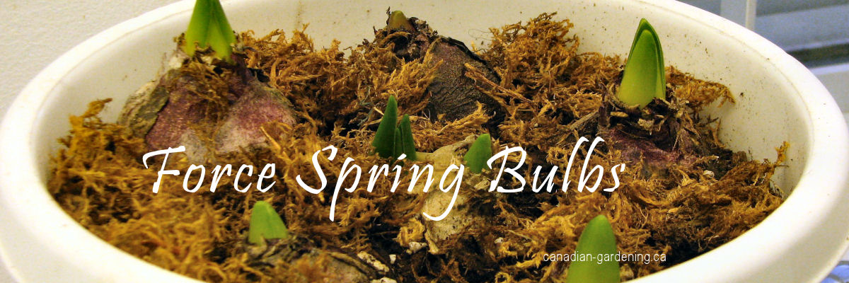 force spring bulbs to bloom indoors - Tulips, Daffodils, Hyacinths, Crocuses, Muscari