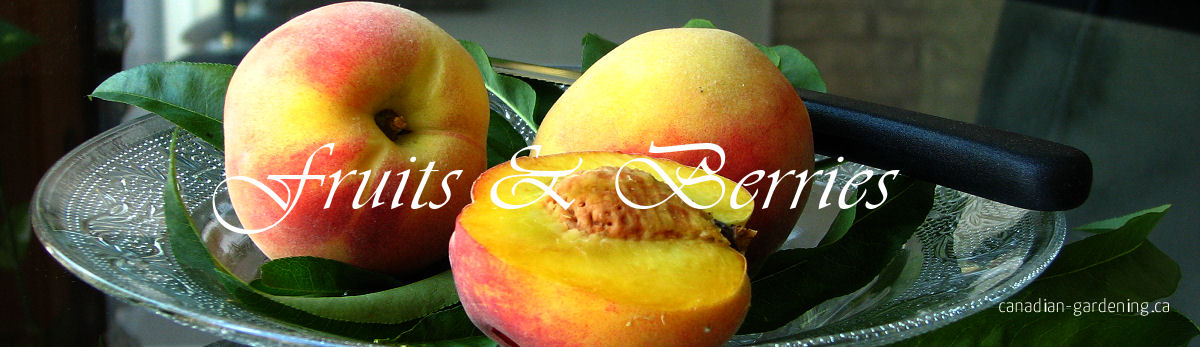 Fresh fruits in the garden