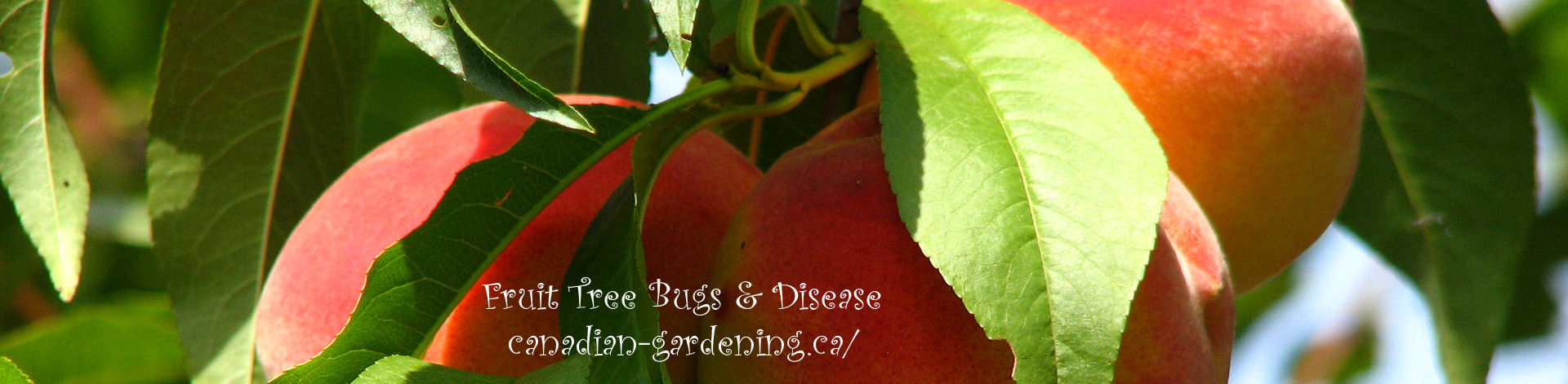fruit tree bugs and diseases logo