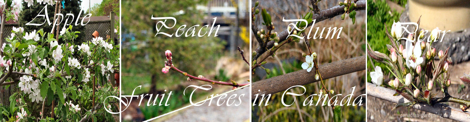 Mixed fruit trees growing in a Canadian backyard orchard