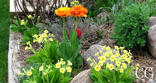 Canadian Gardening - Nursery Beds banner