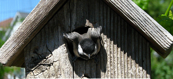 gardening for backyard birds in canada banner