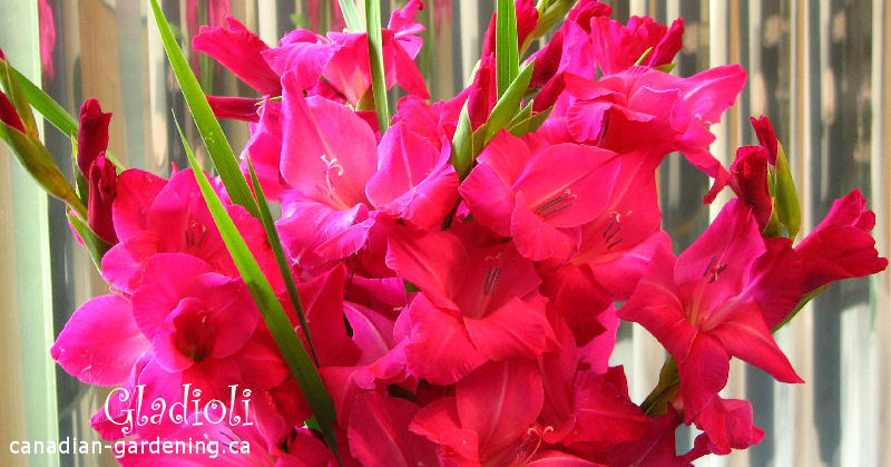  how to grow gladioli for success banner