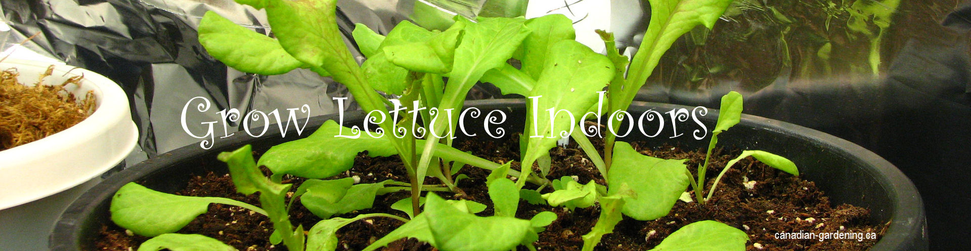 grow lettuce indoors  logo