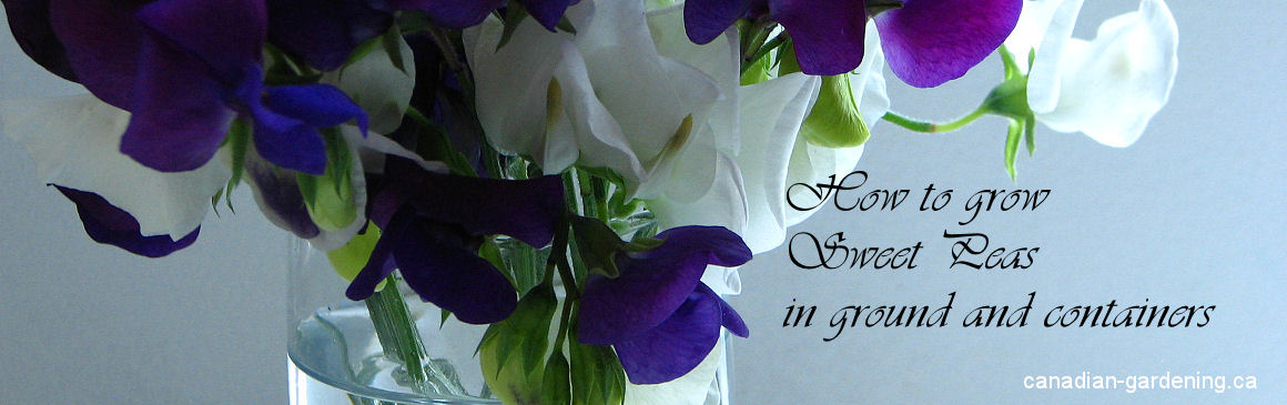 how to grow sweet peas from seed for landscaping and containerslogo