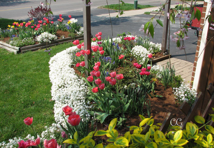 Canadian Gardening - growing bulbs, tubers and Corms banner