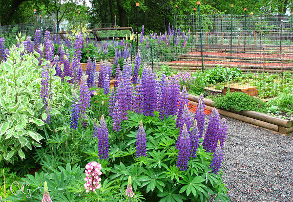 herbs for cooking and health banner