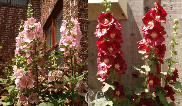 growing hollyhocks in canada  banner