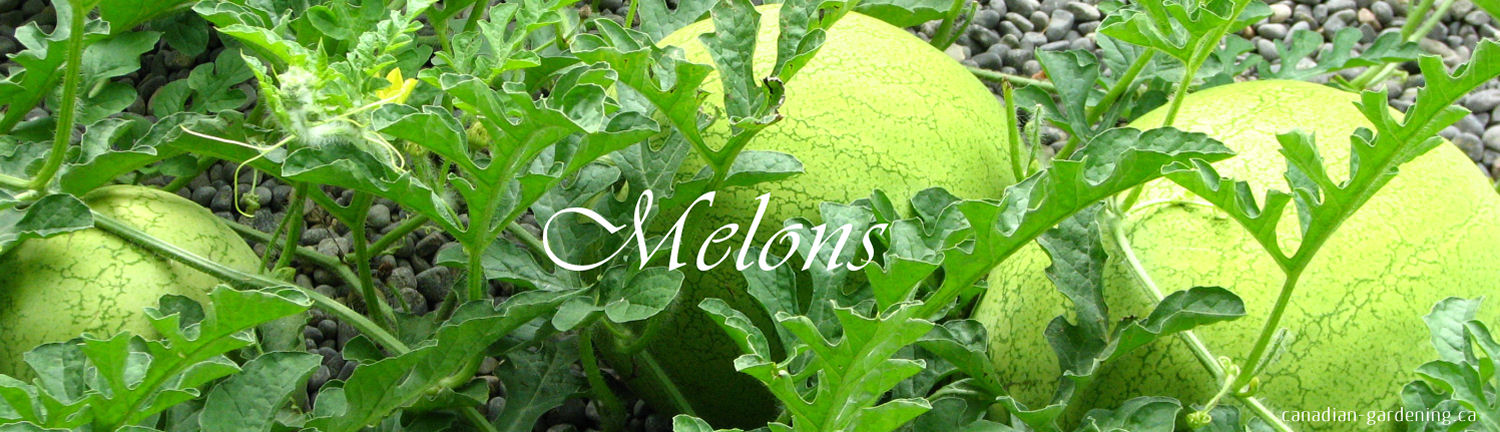 Cantaloupe honeydew and watermelon growing in Canadian garden