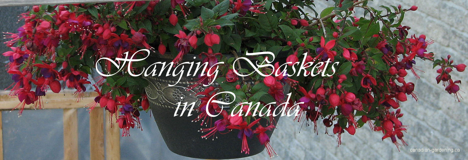 banner, hanging baskets in Canada