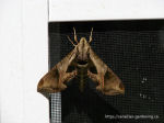 hawk-moth-thumb