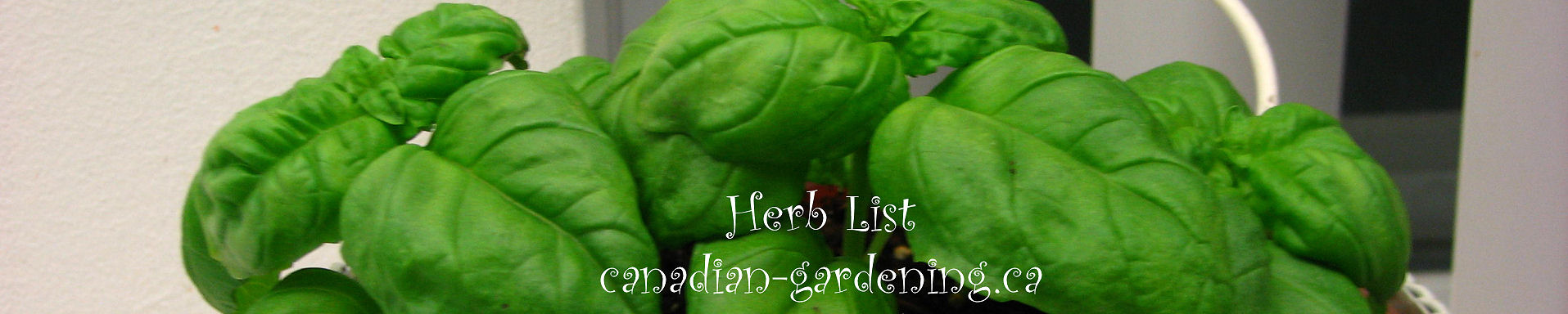  herb list for selecting and growing herbs