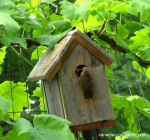 photo of house wren build nest - raised 4 babies 