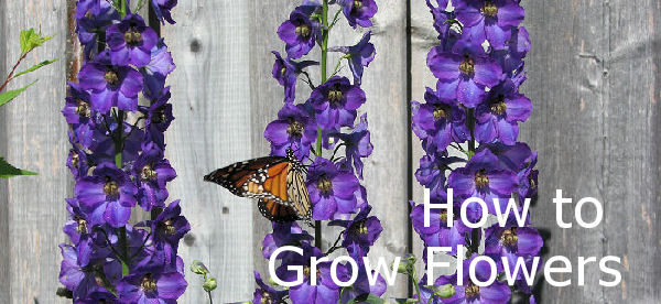 How to grow - Perennial, Biennial, Self Seeder Flowers banner