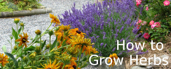how to grow herbs banner