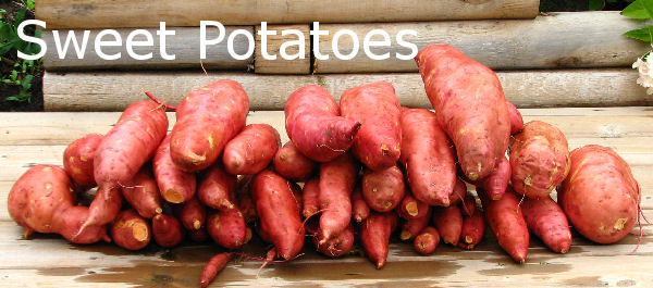 how to grow Sweet Potatoes banner