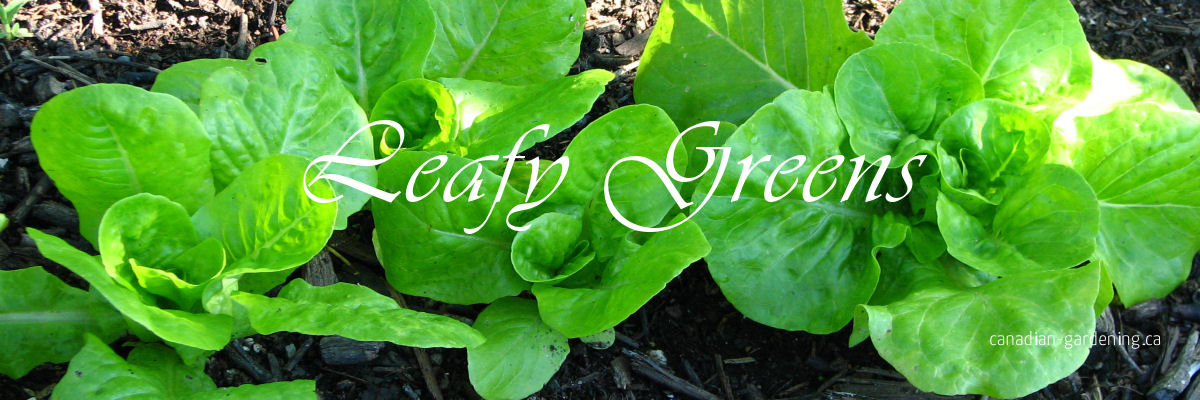 Leafy Greens in the garden