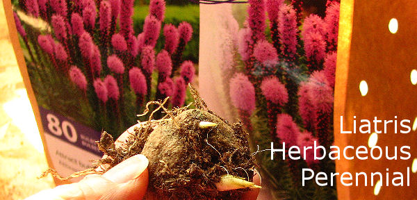 Canadian Gardening - how to grow Liatris Star Blazer banner