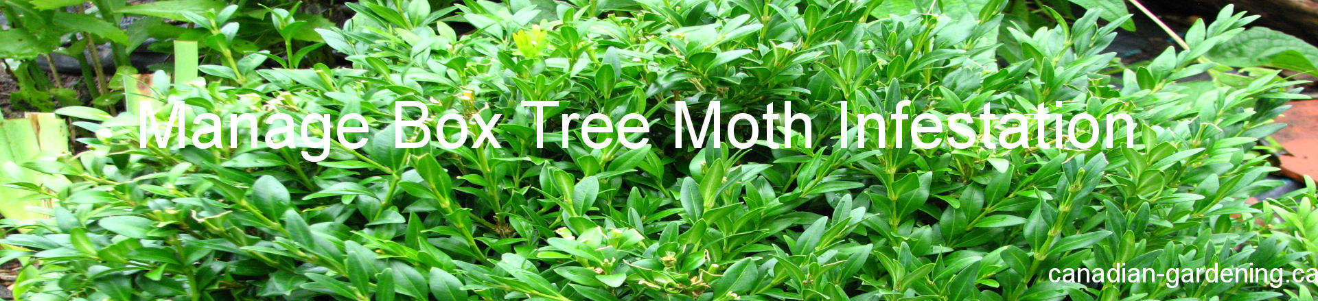 manage box tree moth infestation logo