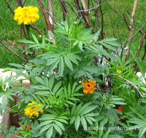 marigolds in garden