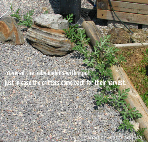 Melon vine with developing fruit