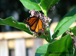 monarch-butterfly-milkweed-thumb