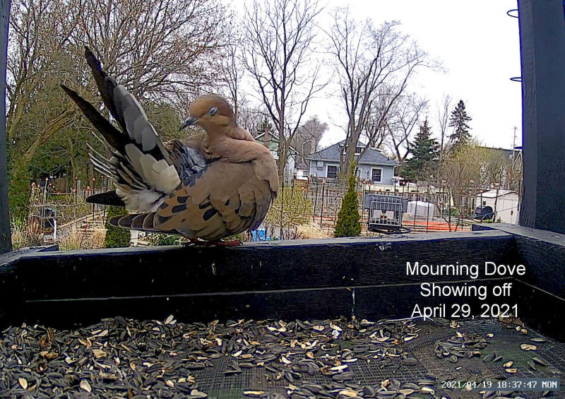mourning dove showing off