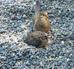 mourning dove with baby