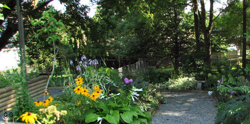 my woodland shade garden