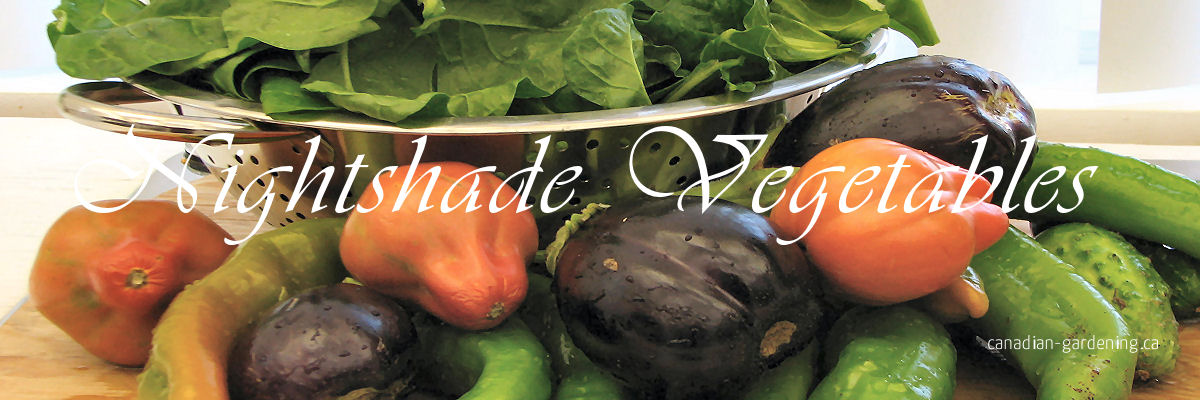 nightshades, Tomatoes, peppers and eggplants in a garden