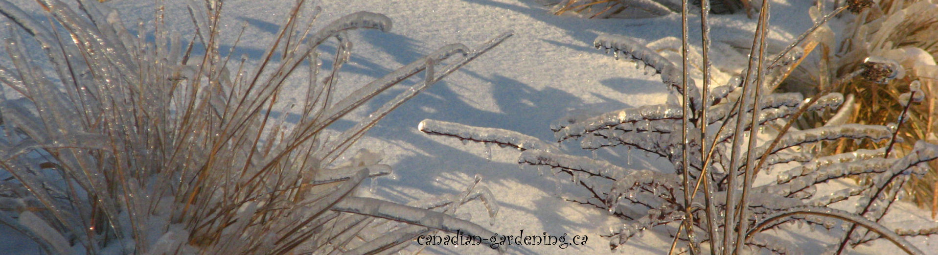ornamental grasses covered with snow and ice logo