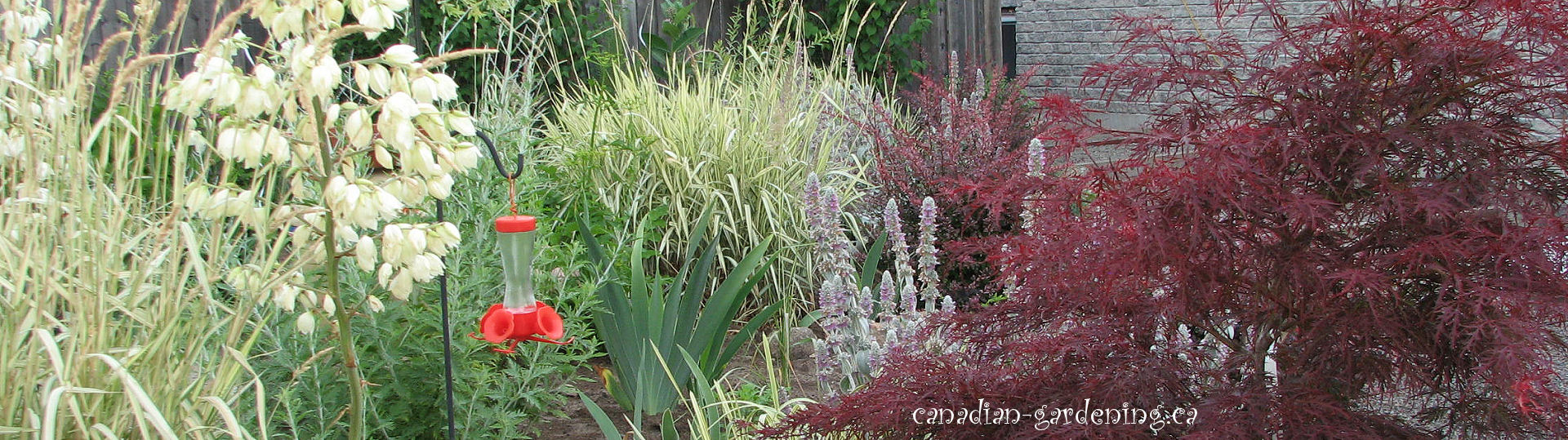 ornamental grasses logo