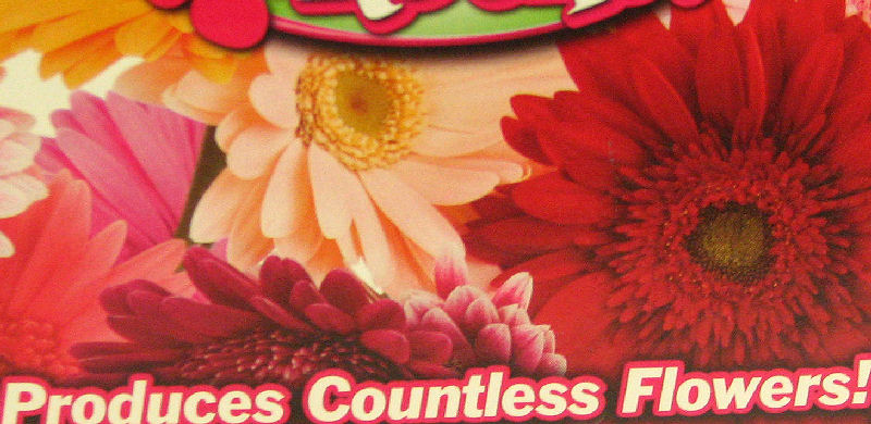  how to grow painted daisies banner