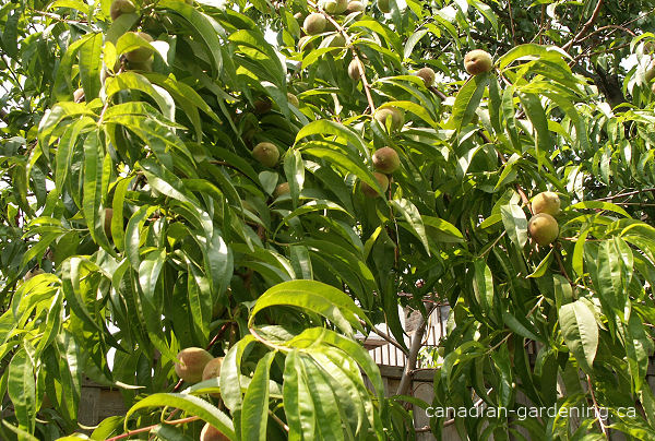 Peach leaf curl symptoms