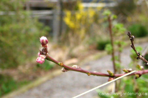 Peach tree blossoms in spring